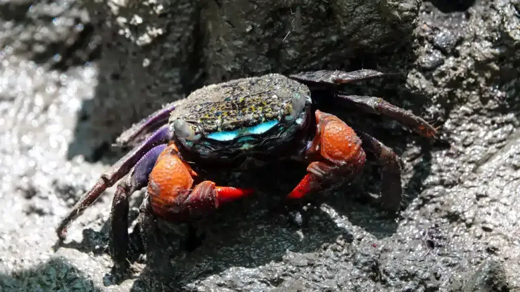 Tajemnice świecących lasów namorzynowych: krab Parasesarma eumolpe